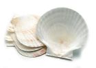 4770 Fox Run Nantucket Seafood 030734047705