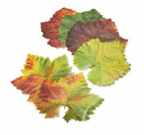 Sisson Distribution 860000267403 Parchment Paper Leaves For Cheese And Charcuterie Boards - Pack Of 20 Sisson Distribution 860000267403 Parchment Paper Leaves For Cheese And Charcuterie Boards - Pack Of 20