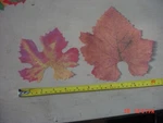 Lot Of 150 Sisson Imports Usa French Leaves Fine Parchment Paper Table Decor. Fixed Price $39.50.