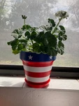 Stars And Stripes All American 8 Inch Plant Pot Drainage Hole Saucer New. Fixed Price $26.99.